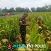 Wujud Nyata Dukungan Hanpangan, Babinsa Kanigoro Turun Ke Sawah Bantu Petani Panen Jagung