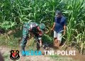 Sinergi TNI Dan Petani Babinsa Purwokerto Pastikan Pasokan Air Lahan Jagung Dusun Tumpuk Optimal