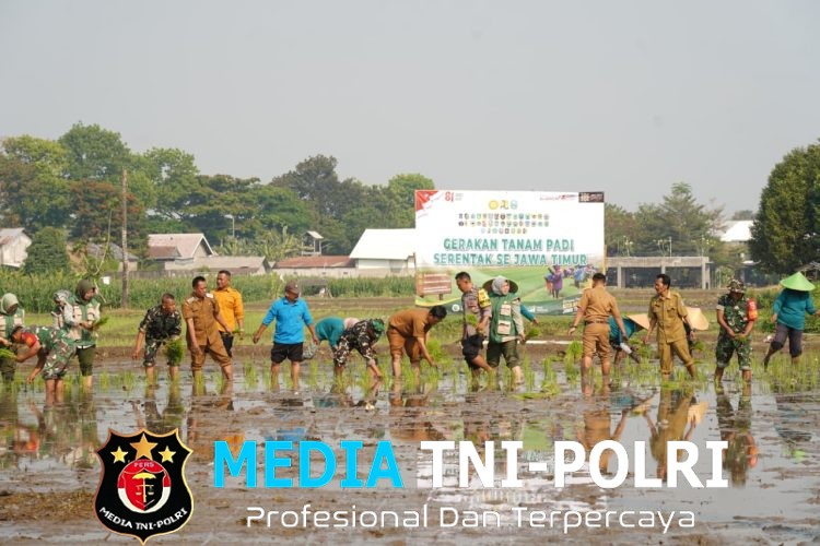 Dukung Swasembada Pangan, Koramil 12/Wlingi dan Poktan Abadi Gelar Tanam Padi Serentak Merdeka