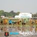 Dukung Swasembada Pangan, Koramil 12/Wlingi dan Poktan Abadi Gelar Tanam Padi Serentak Merdeka