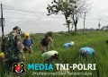 Babinsa Plupuh Turun ke Sawah, Gulma Dibabat Demi Dongkrak Hasil Panen Padi