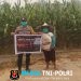 Musim Kemarau Berkepanjangan, Bhabinkamtibmas Subsektor Sompak Gencar Sosialisasikan Larangan Pembakaran Hutan dan Lahan