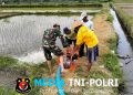 Jaga Ketahanan Pangan, Babinsa Kedawung Turun Ke Sawah Bantu Petani Sedot Air