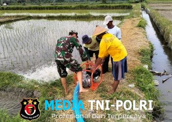 Jaga Ketahanan Pangan, Babinsa Kedawung Turun Ke Sawah Bantu Petani Sedot Air