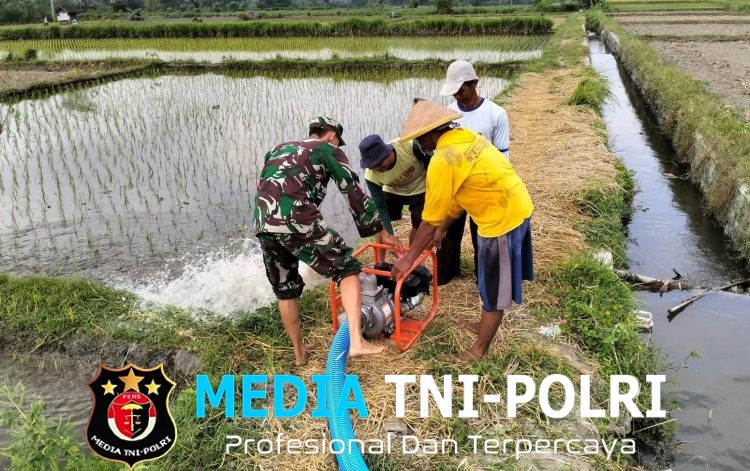 Jaga Ketahanan Pangan, Babinsa Kedawung Turun Ke Sawah Bantu Petani Sedot Air