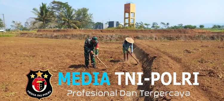 Dukung Ketahanan Pangan Nasional, Babinsa Selorejo Dampingi Petani Siapkan Lahan Tanam Jagung di Desa Boro