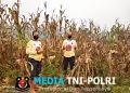 Panen Jagung di Kelampai Setolo, Polsek Meranti Dorong Ketahanan Pangan dan Produktivitas Petani