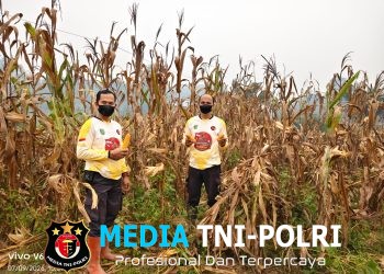 Panen Jagung di Kelampai Setolo, Polsek Meranti Dorong Ketahanan Pangan dan Produktivitas Petani