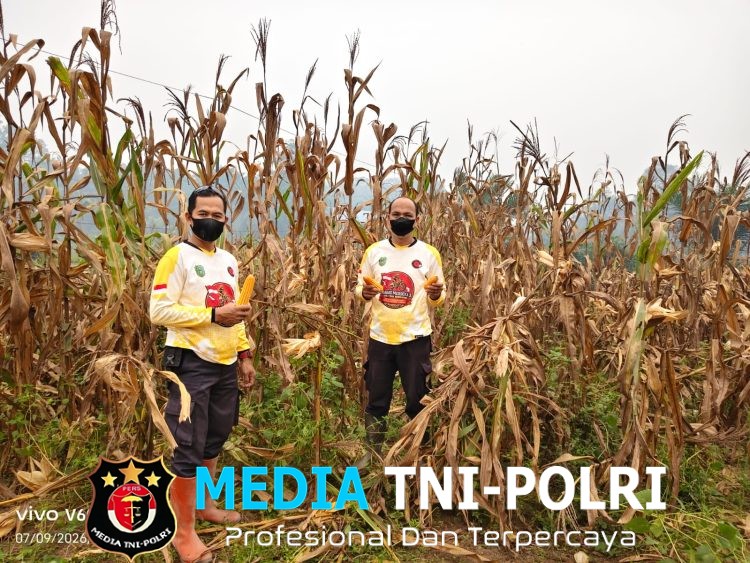 Panen Jagung di Kelampai Setolo, Polsek Meranti Dorong Ketahanan Pangan dan Produktivitas Petani