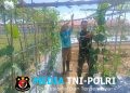 Tatap Terik Matahari, Babinsa Dampingi Petani Merawat Tanaman Timun