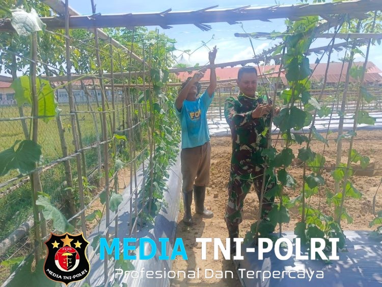 Tatap Terik Matahari, Babinsa Dampingi Petani Merawat Tanaman Timun