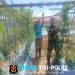 Tatap Terik Matahari, Babinsa Dampingi Petani Merawat Tanaman Timun