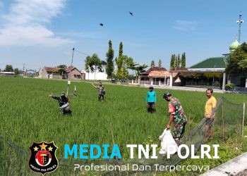 Babinsa Koramil Ngrampal Dampingi Petani Ngarum, Pastikan Pemupukan Padi Berjalan Optimal