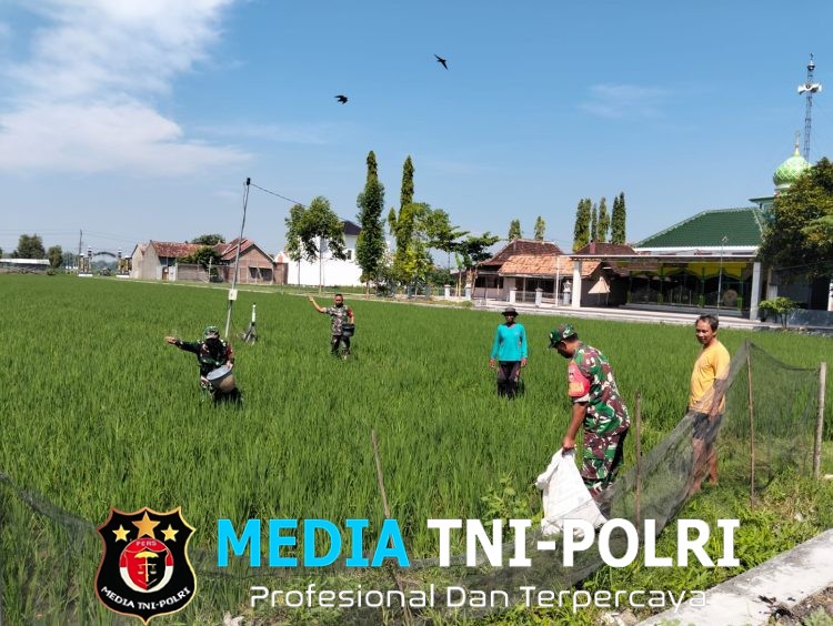 Babinsa Koramil Ngrampal Dampingi Petani Ngarum, Pastikan Pemupukan Padi Berjalan Optimal