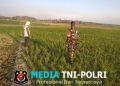 Modal Besar, Harapan Lebih Besar Petani Kemusu Tetap Bertahan di Musim Tanam Ketiga