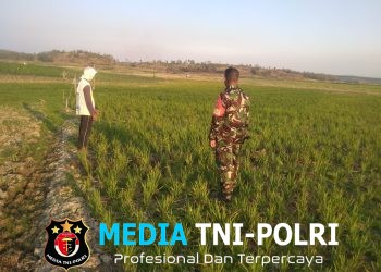 Modal Besar, Harapan Lebih Besar Petani Kemusu Tetap Bertahan di Musim Tanam Ketiga