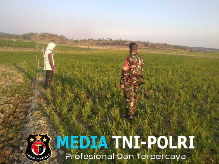 Modal Besar, Harapan Lebih Besar Petani Kemusu Tetap Bertahan di Musim Tanam Ketiga