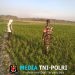 Modal Besar, Harapan Lebih Besar Petani Kemusu Tetap Bertahan di Musim Tanam Ketiga