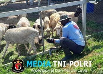 Tingkatkan Ketahanan Pangan, Kompi Produksi Kodim 0808/Blitar Aktif Kelola Pertanian, Peternakan Kambing dan Perikanan