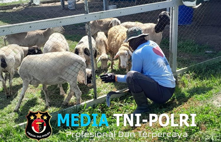 Tingkatkan Ketahanan Pangan, Kompi Produksi Kodim 0808/Blitar Aktif Kelola Pertanian, Peternakan Kambing dan Perikanan