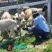 Tingkatkan Ketahanan Pangan, Kompi Produksi Kodim 0808/Blitar Aktif Kelola Pertanian, Peternakan Kambing dan Perikanan