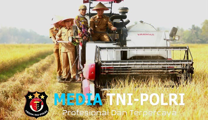 Bupati Pringsewu Riyanto Pamungkas Panen Raya Corporate Farming Di Pekon Pujodadi