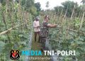 Dampingi Petani Mentimun di Blang Bayu, Babinsa Koramil 05/Stb Turun Tangan Bersihkan Hama Rumput