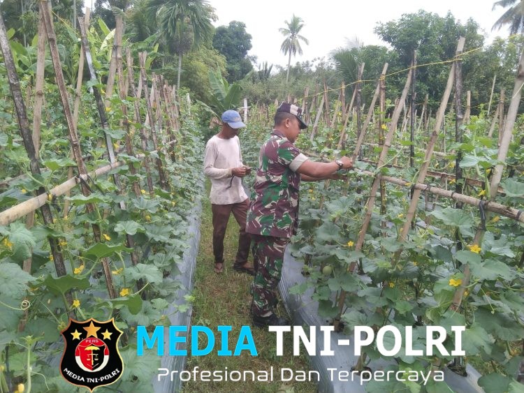 Dampingi Petani Mentimun di Blang Bayu, Babinsa Koramil 05/Stb Turun Tangan Bersihkan Hama Rumput