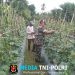 Dampingi Petani Mentimun di Blang Bayu, Babinsa Koramil 05/Stb Turun Tangan Bersihkan Hama Rumput