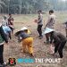 Karhutla Ditangani, Ketahanan Pangan Tak Dilupakan Polsek Ngabang Tanam Jagung 1 Hektare