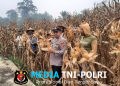 Panen 6 Ton Jagung, Polsek Sengah Temila Dorong Masyarakat Optimalkan Lahan Produktif