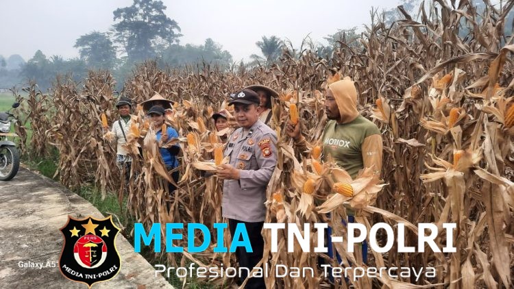 Panen 6 Ton Jagung, Polsek Sengah Temila Dorong Masyarakat Optimalkan Lahan Produktif