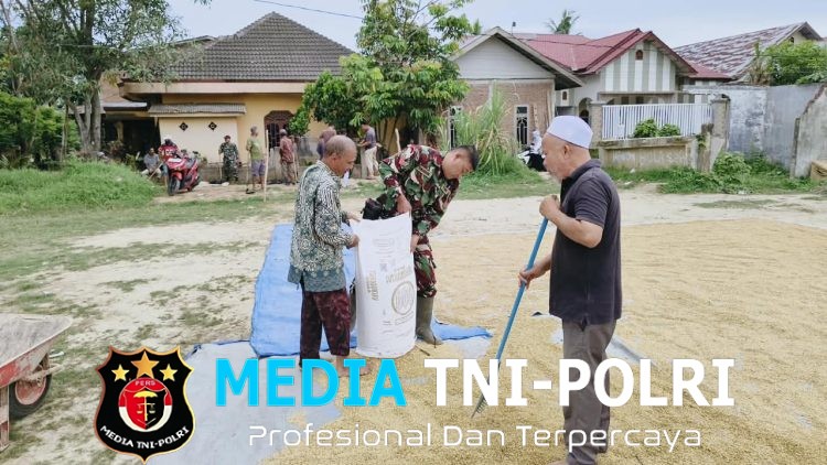 Wujud Kepedulian Nyata, Babinsa Koramil 06/Samudera Bantu Warga Menjemur Padi