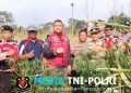 Satresnarkoba Polres Lampung Barat Temukan Diduga Tanaman Ganja di Lahan Belukar Pekon Teba Pring Jaya