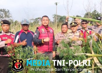 Satresnarkoba Polres Lampung Barat Temukan Diduga Tanaman Ganja di Lahan Belukar Pekon Teba Pring Jaya