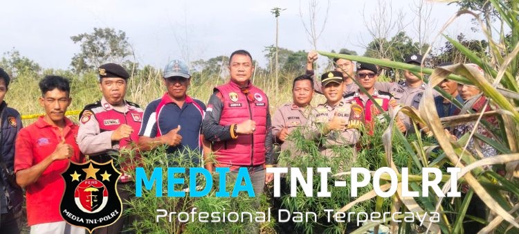 Satresnarkoba Polres Lampung Barat Temukan Diduga Tanaman Ganja di Lahan Belukar Pekon Teba Pring Jaya