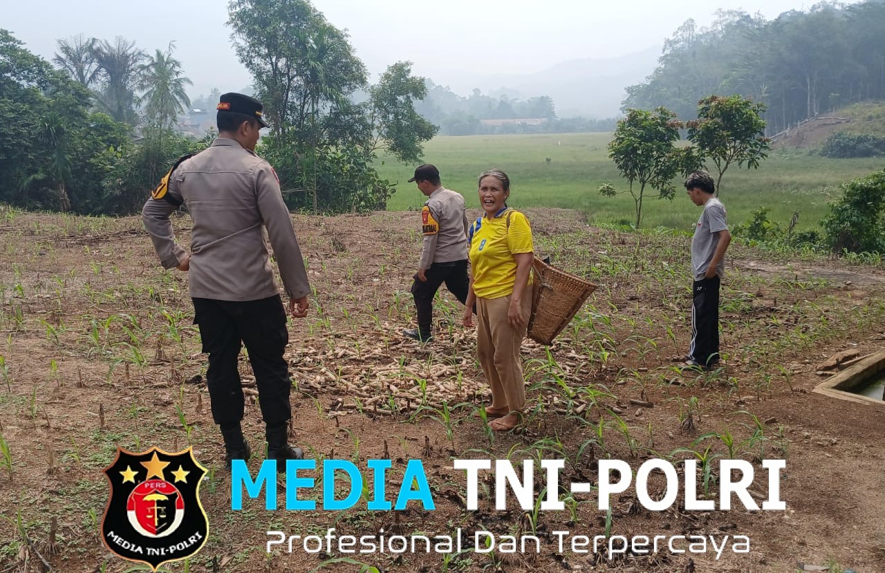 Kapolsek Menyuke Beserta Bhabinkamtibmas Polsek Menyuke Lakukan Pengecekan Tanaman Jagung