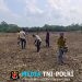 Dukung Ketahanan Pangan, Polsek Meranti Pantau Progres Tanaman Jagung Mandiri Seluas 2 Hektare