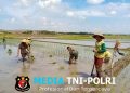 Dukung Swasembada Pangan, Babinsa Koramil 0808/09 Sutojayan Turun Ke Sawah Bantu Petani Tanam Padi