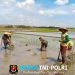 Dukung Swasembada Pangan, Babinsa Koramil 0808/09 Sutojayan Turun Ke Sawah Bantu Petani Tanam Padi
