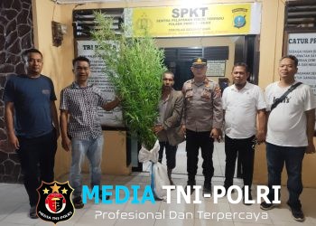 Horas Polisi! Berkat Kepedulian Warga, Polres Simalungun Bongkar Ladang Ganja 12 Batang Milik Petani di Simpang Raya Dasma
