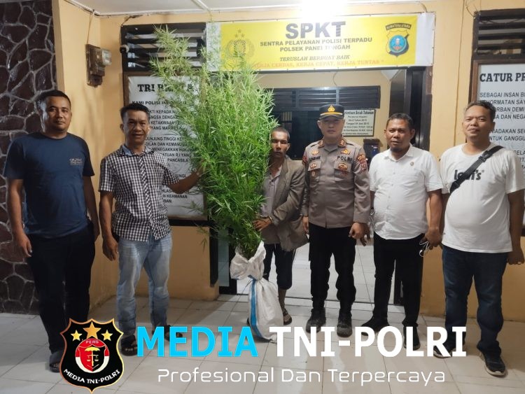 Horas Polisi! Berkat Kepedulian Warga, Polres Simalungun Bongkar Ladang Ganja 12 Batang Milik Petani di Simpang Raya Dasma