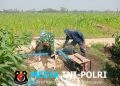 Dukung Hanpangan Lokal, Babinsa Koramil 0808/02 Garum Pendampingan Pengairan Tanaman Jagung Di Kelurahan Bence
