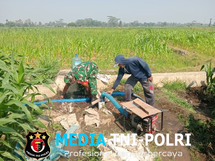 Dukung Hanpangan Lokal, Babinsa Koramil 0808/02 Garum Pendampingan Pengairan Tanaman Jagung Di Kelurahan Bence