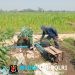 Dukung Hanpangan Lokal, Babinsa Koramil 0808/02 Garum Pendampingan Pengairan Tanaman Jagung Di Kelurahan Bence