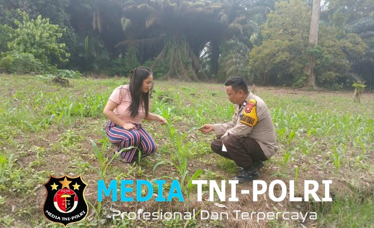 Bhabinkamtibmas Polsek Menyuke Lakukan Pengecekan Tanam Jagung Serentak Kuartal II Tahun 2026