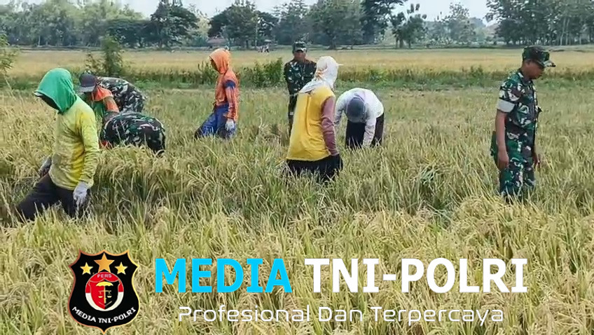 Babinsa Karangmalang Turun ke Sawah, Petani Berharap Harga Gabah Tak Dipermainkan Tengkulak