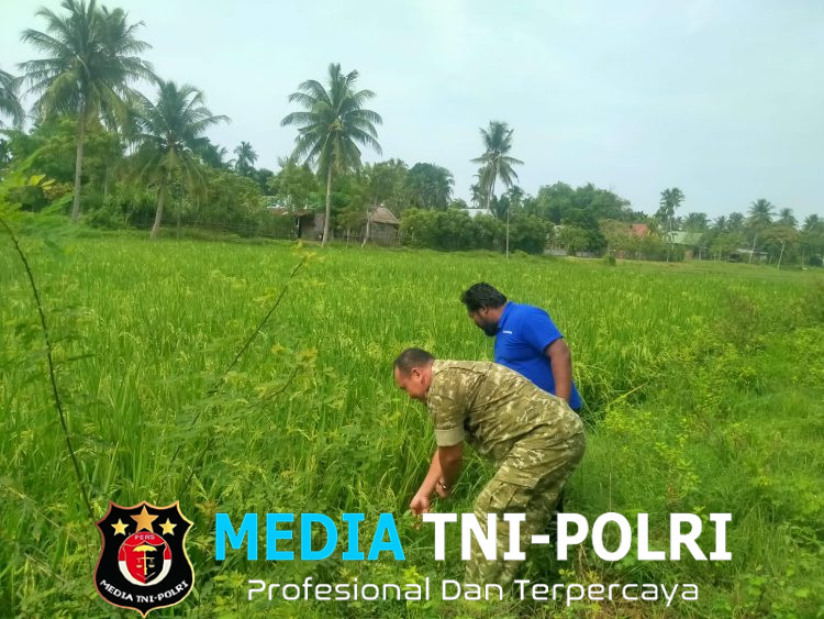 Bulir Padi Mulai Menguning, Babinsa Dewantara Berdialog dengan Petani