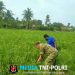 Bulir Padi Mulai Menguning, Babinsa Dewantara Berdialog dengan Petani